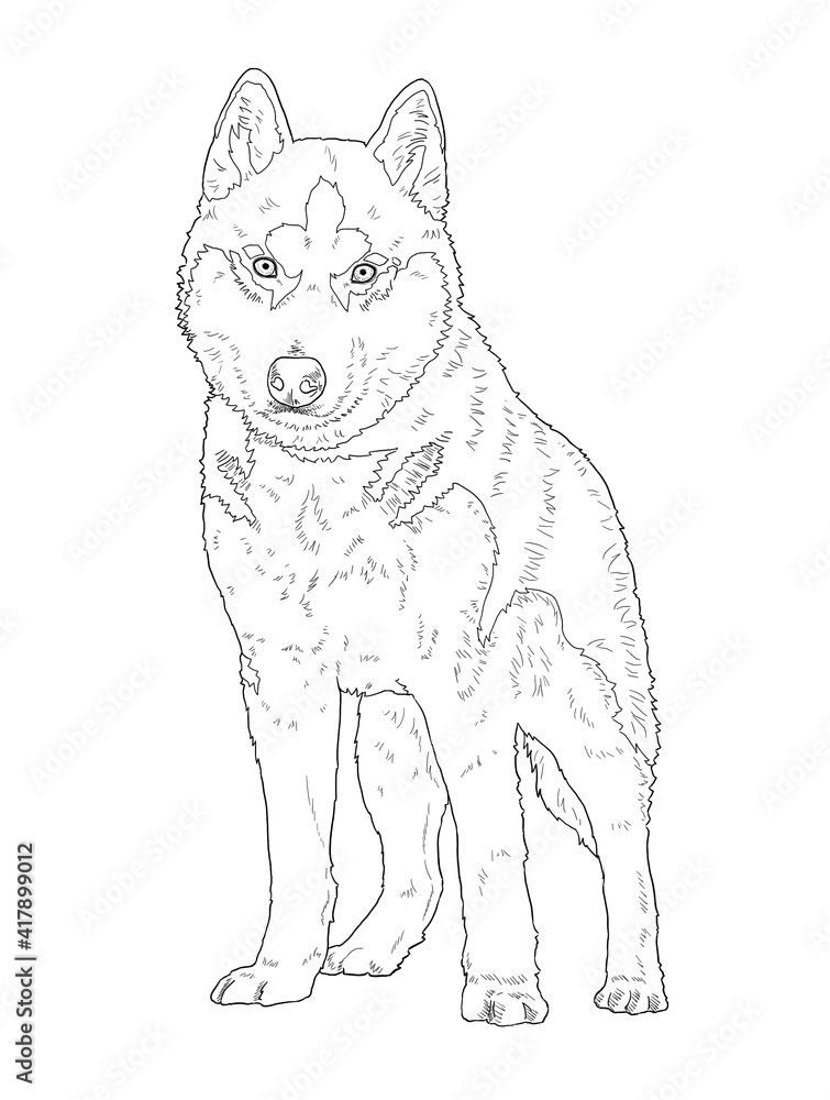 Husky kolorowanki